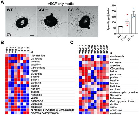 Cystathionine Gamma Lyase Cgl Enzyme Activity Is Crucial In Ischaemia