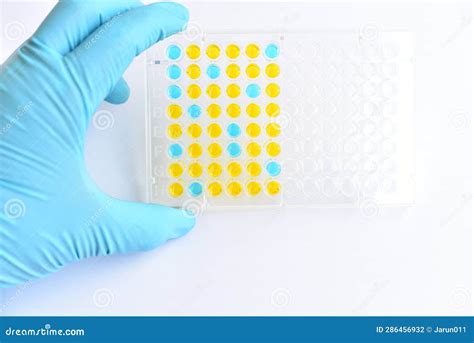 Enzyme Linked Immunosorbent Assay Or Elisa Plate Stock Photo Image Of