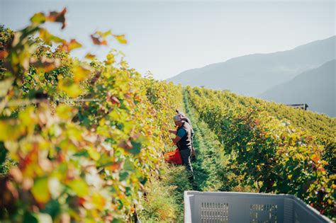 Brauerei Und Vinothek In Den Westlichen Vorbergen Des Latemar