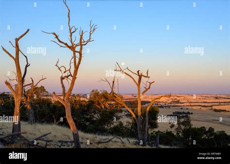 Wheatbelt Area Western Australia Stock Photo Alamy