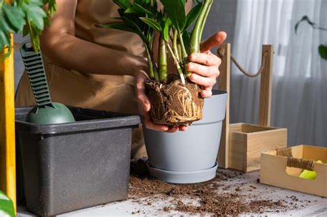 Trasplante De Plantas Caseras Cubiertas De Vegetaci N Suculenta