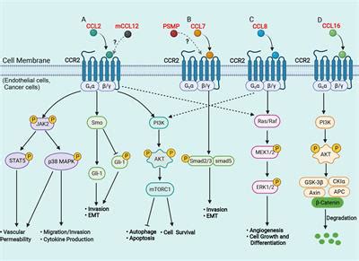 Frontiers Functional Roles Of Chemokine Receptor Ccr And Its Ligands