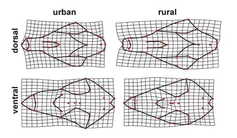 Fox Den Diagram