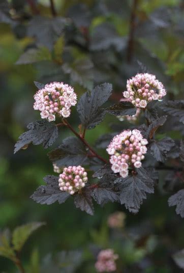 Physocarpus Ninebark Portland Nursery