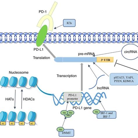 Multiple Epigenetic Factors Are Involved In The Regulation Of Pd L