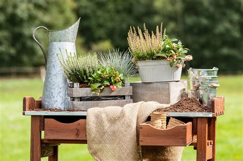 Pflanzgef E Im Ambiente Bild Kaufen Gartenbildagentur