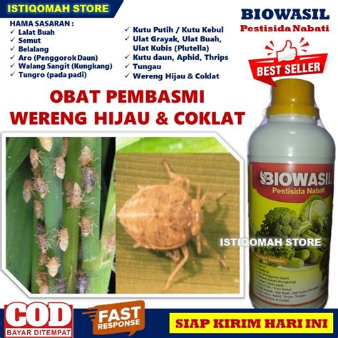 Jual Obat Semprot Ampuh Pembasmi Hama Wereng Coklat Dan Hijau Pada