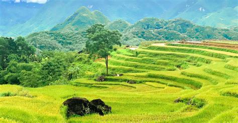 From Hanoi To Pu Luong 2 Day Trip In Ethnic Villages SuiteTrails