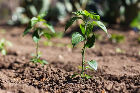 Sol Humide Et Argileux Arbres Et Plantes Qui S Y Plaisent