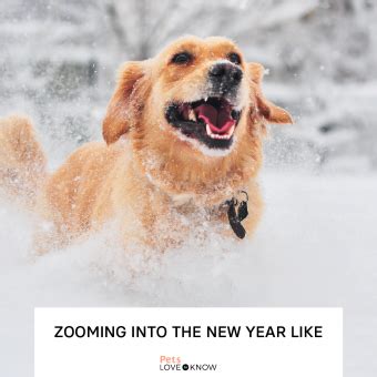 10 Bark-Worthy Happy New Year Dog Memes & Well-Wishes | LoveToKnow Pets