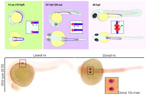 Podocyte Development In The Zebrafish Pronephros Top Left Podocytes