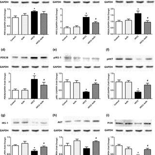 Changes In Gene Exspression Levels Of Pdes And Insulin Signaling