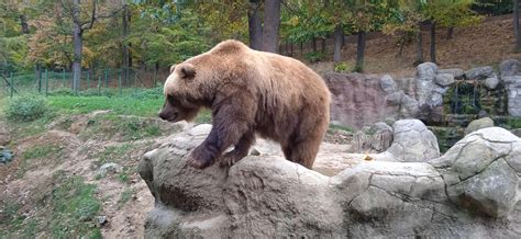 Big beauty : r/bears
