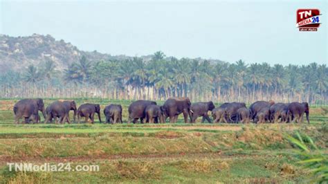 யானைகள் நடமாட்டம் கிருஷ்ணகிரி எல்லை கிராமங்களுக்கு எச்சரிக்கை