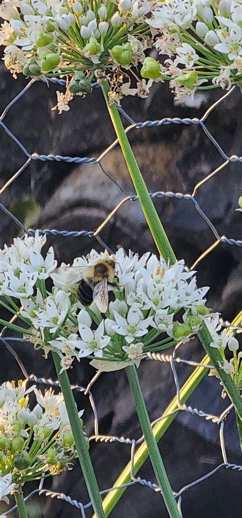 The Chives Are Flowering Again And We Have Some Cute Bee Friends