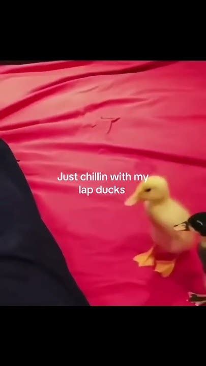 chillin   lap ducks duck youtube