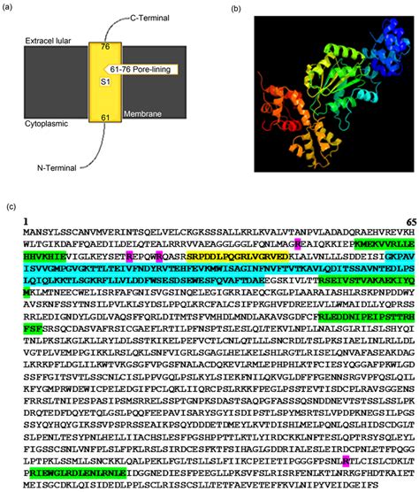 Elaborating The Functional Roles Of A Leucine Rich Repeat