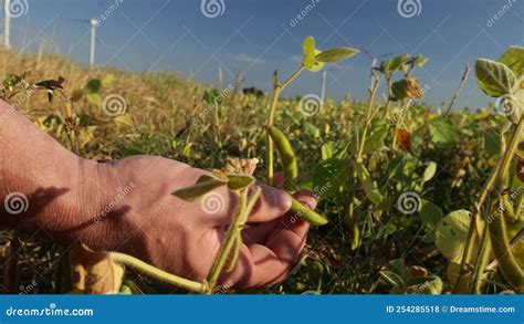 Soybean Farmer Checks The Soybeans For Ripeness Stock Footage Video