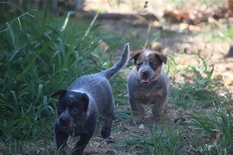 Mini Blue Heeler Puppies, Miniature Australian Cattle Dogs