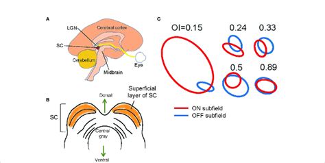 Structure And Signals Of The Superior Colliculus Sc A A Schematic