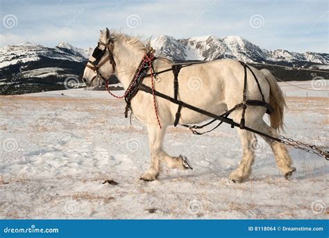 Trotting Draft Horse Stock Photo Image Of Ranch Freezing 8118064