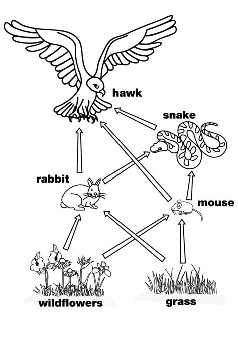 Food Chains And Webs Worksheet Food Web This Is A Perfect Diagram For The Food Web Food Chain