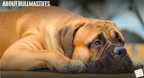 All About Bullmastiff Dogs Breed Information And Care Tips