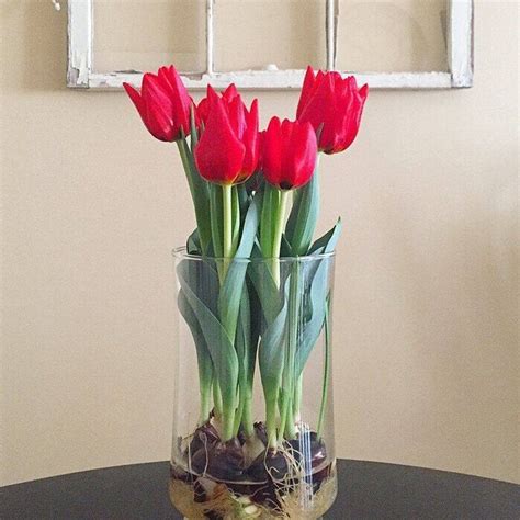 Tulips FAQs | Floral Shop | Bloomaker USA, Inc.