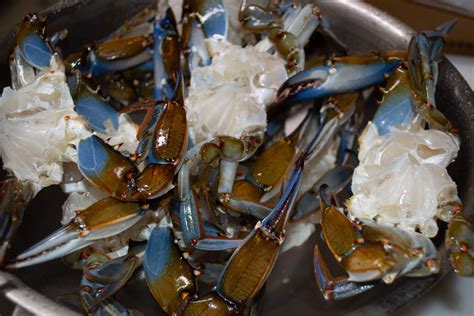 Blue crab cleaned – FL Blue Crab