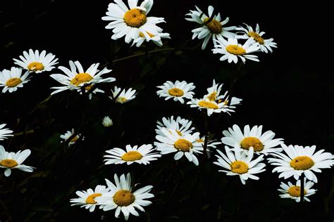 Daisies White And Yellow Flowers Daisy Image Free Photo