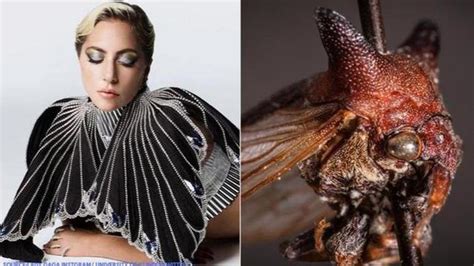 Lady Gaga Gets New Insect Species Named After Her After Scientist