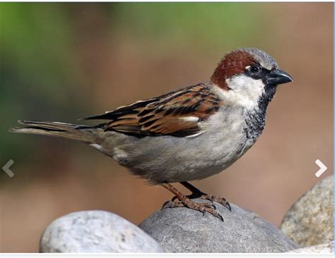 House sparrow - Birds Around The World