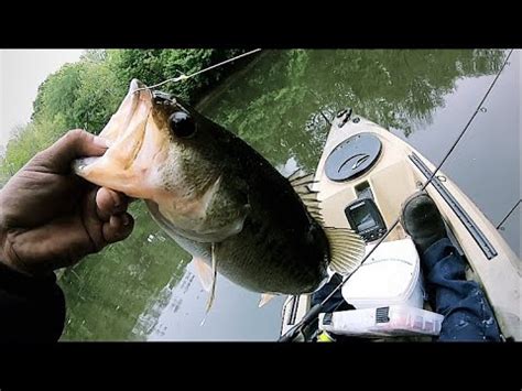 Pesca En El Rio Con Carnada Viva Youtube