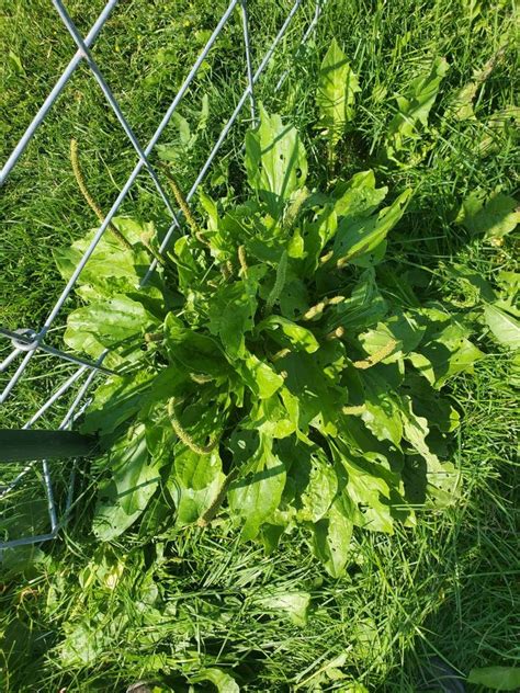 Plantain, Broadleaf – Snake River Seed Cooperative