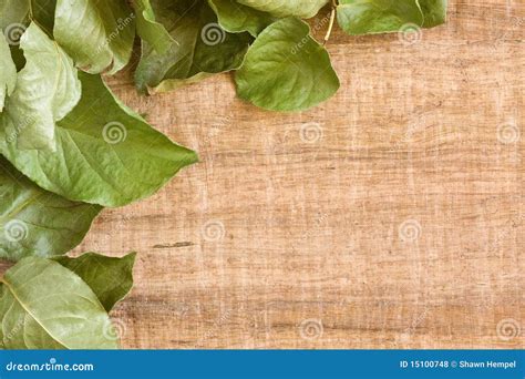 Vine Leaf Background Stock Photo Image Of Frame Decoration 15100748