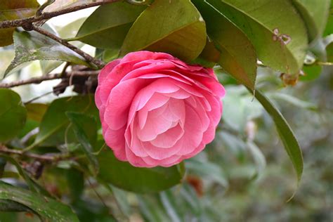 Nuccio S Cameo Camellia Buchanan S Native Plants