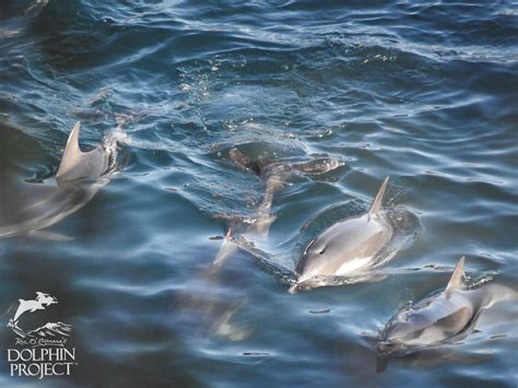 Dolphin Project On Twitter Taiji An Extremely Red Cove A Pod Of