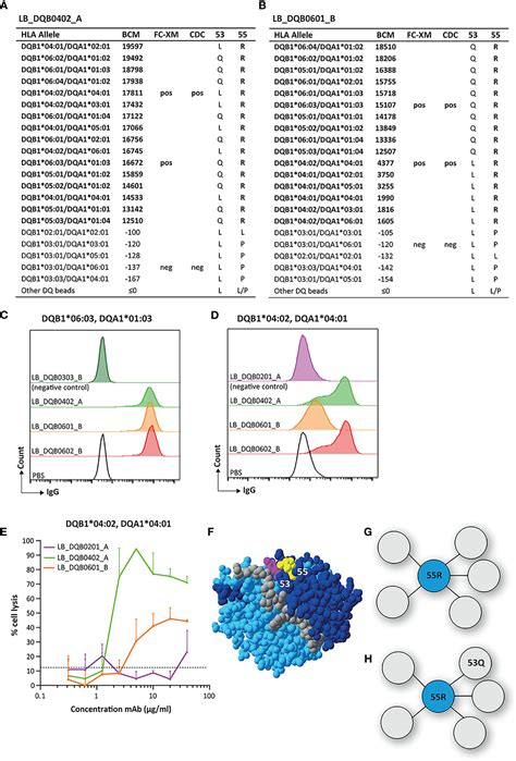 Frontiers Hla Dq Specific Recombinant Human Monoclonal Antibodies