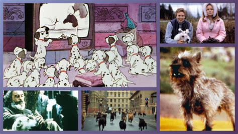 The Best Dog Movies to Watch After 'Strays'