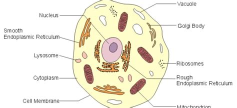 Cell Organelles Diagram Quizlet