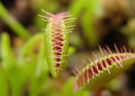 Venus Atrapamoscas cómo mata y come la planta carnívora más famosa de Ikea