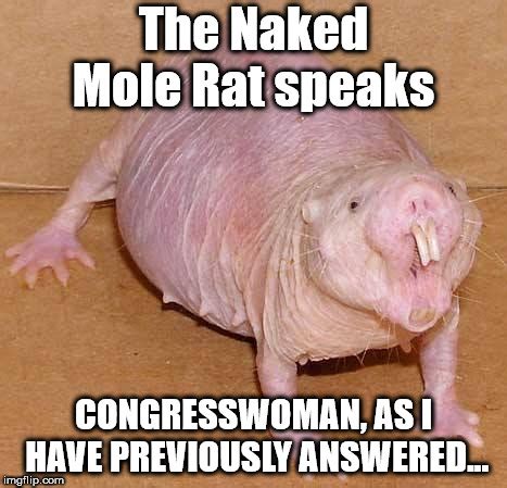 Naked Mole Rat Imgflip