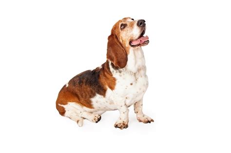 Premium Photo Happy Basset Hound Dog Sitting