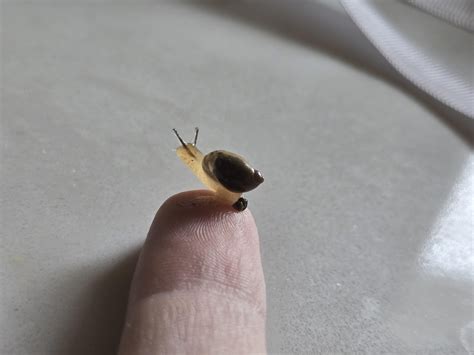 New snail friends acquired : r/snails