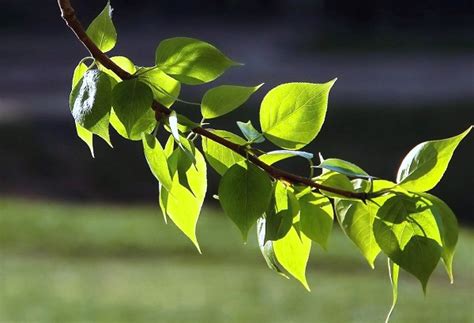 Тополь. Древесина.