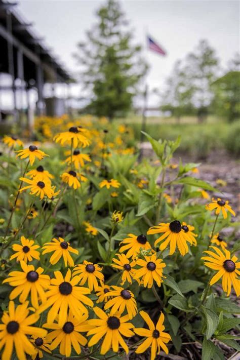 How To Grow Black Eyed Susan Flowers Rudbeckia Hirta