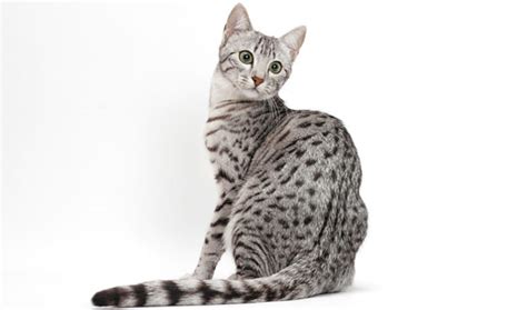 Egyptian Mau Cat Breed Information