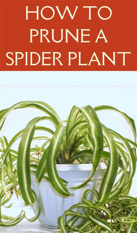 How To Care For Spider Plants Must Read Guide Artofit