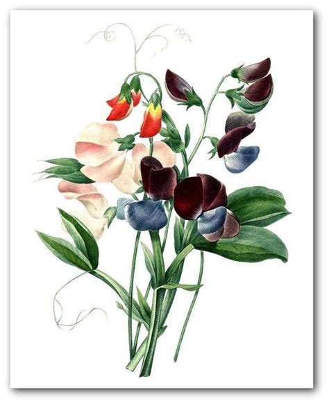 Sweet Pea Print Botanical Flower Illustration Garden Art Etsy