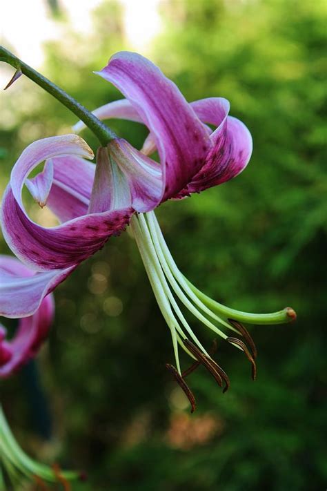 Purple Oriental Tiger Lily Photograph by Bruce Bley